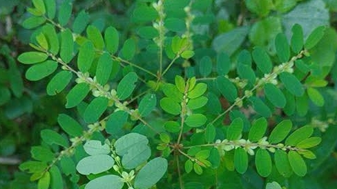 The Stone Breaker Plant: Nature’s Remedy for Kidney Stones